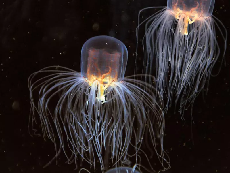 School of Box Jellyfish