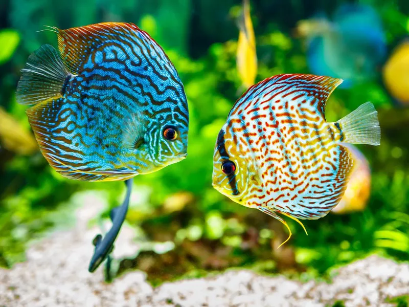 Discus