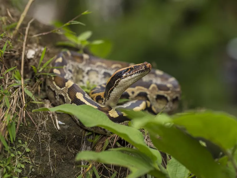 Borneo short-tailed blood python snake Python curtus breitensteini