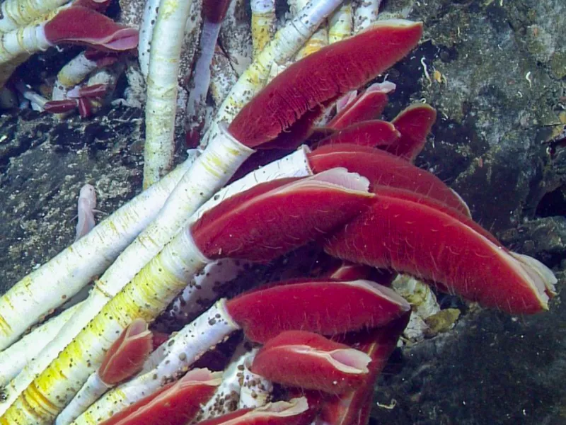 Giant Tube Worm