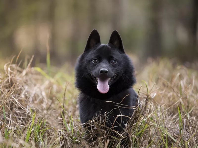 Schipperke outdoors