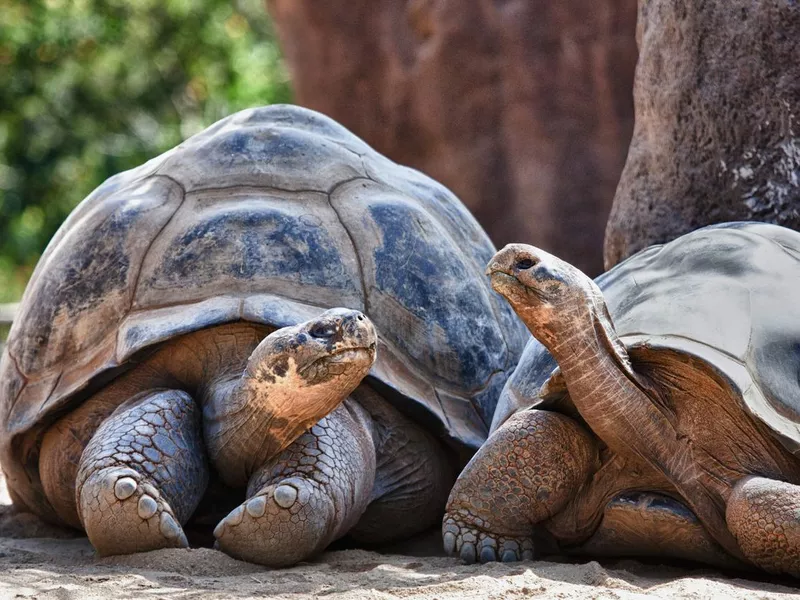 Galapagos Tortoises