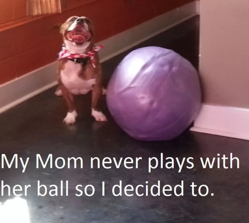 Pitbull with defalted ball