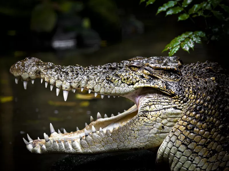 saltwater crocodile