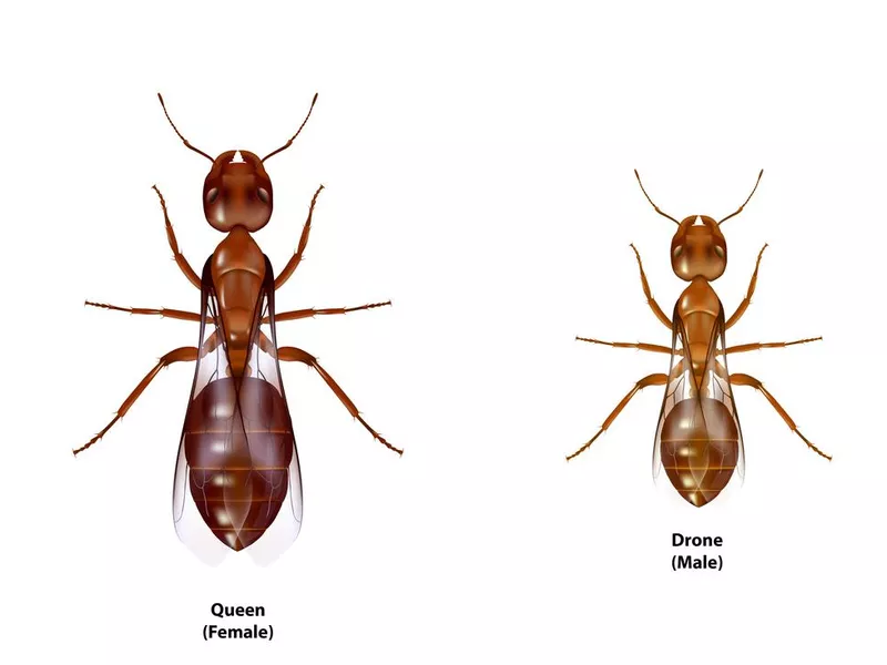 Drone ant