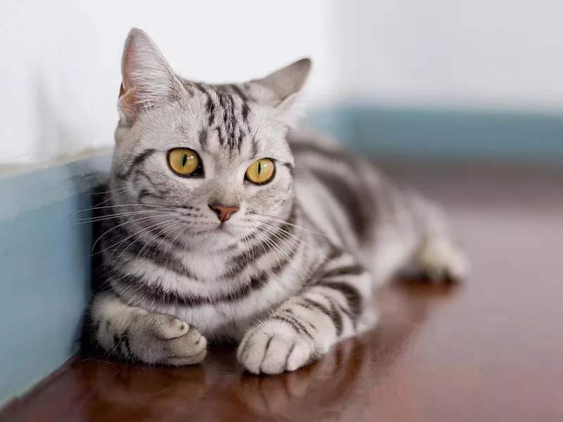American shorthair cat lying in room