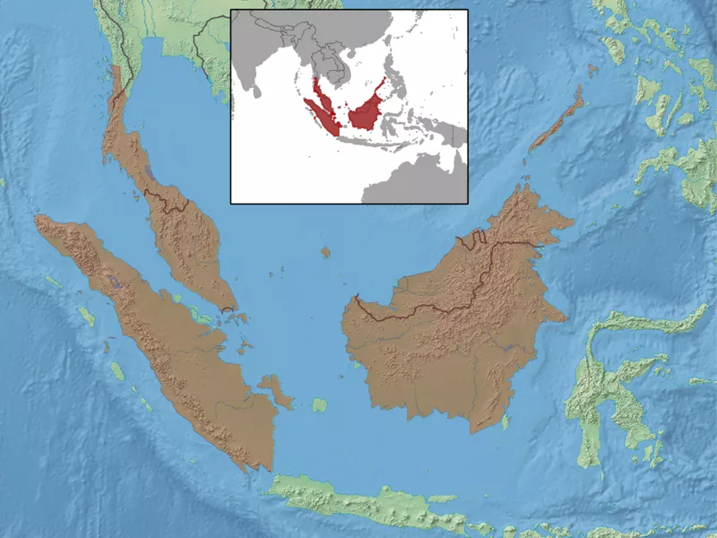 Giant sunda rat territory