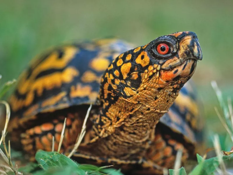 Eastern Box Turtle