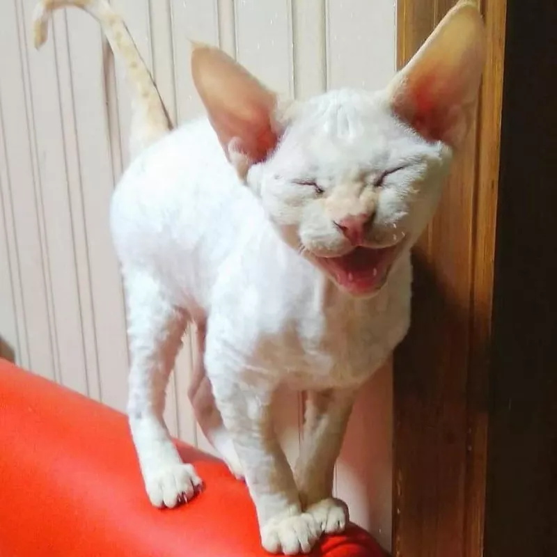 Devon Rex