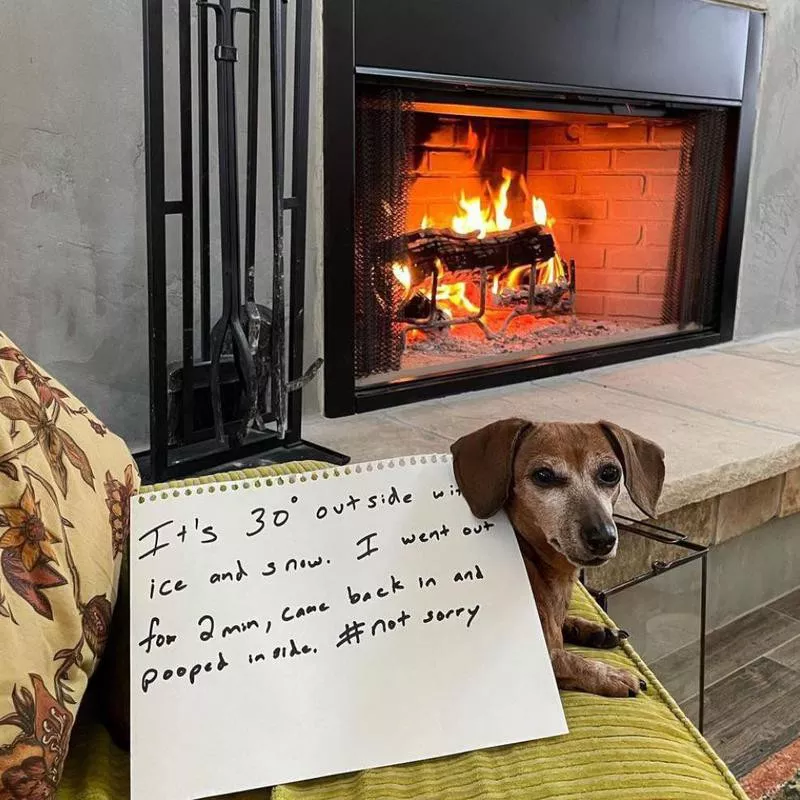 Dog by fireplace