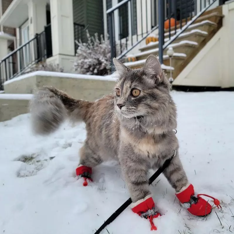 Siberian Forest Cat