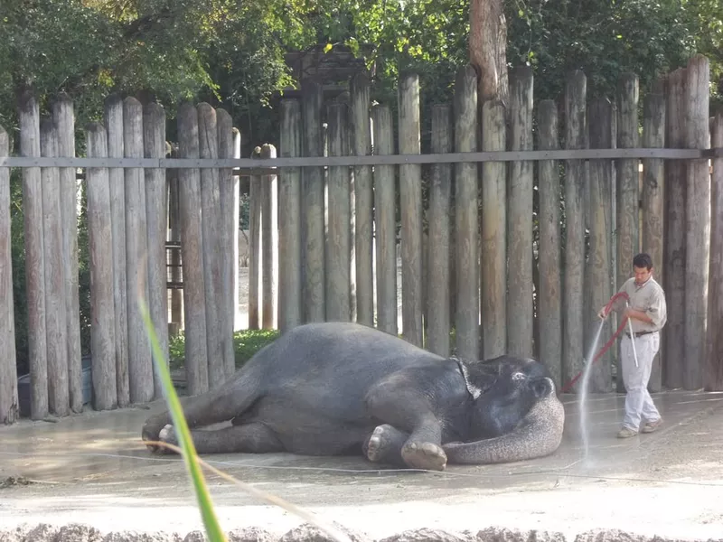 Elephant bathing