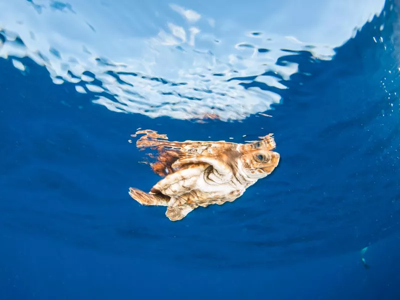 Baby Sea Turtle swimming