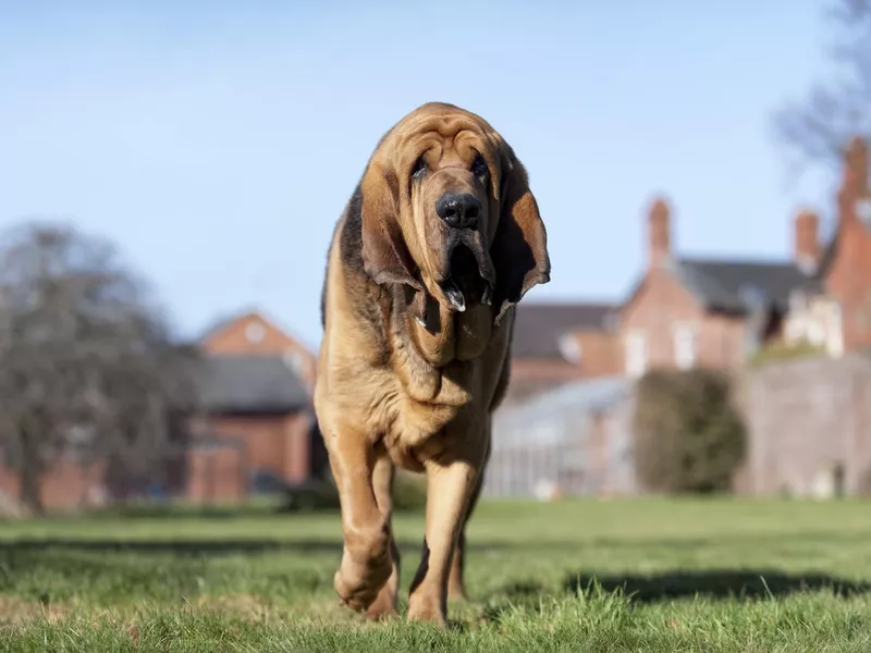 Bloodhound