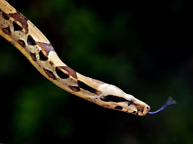 Australian Coastal Carpet Python