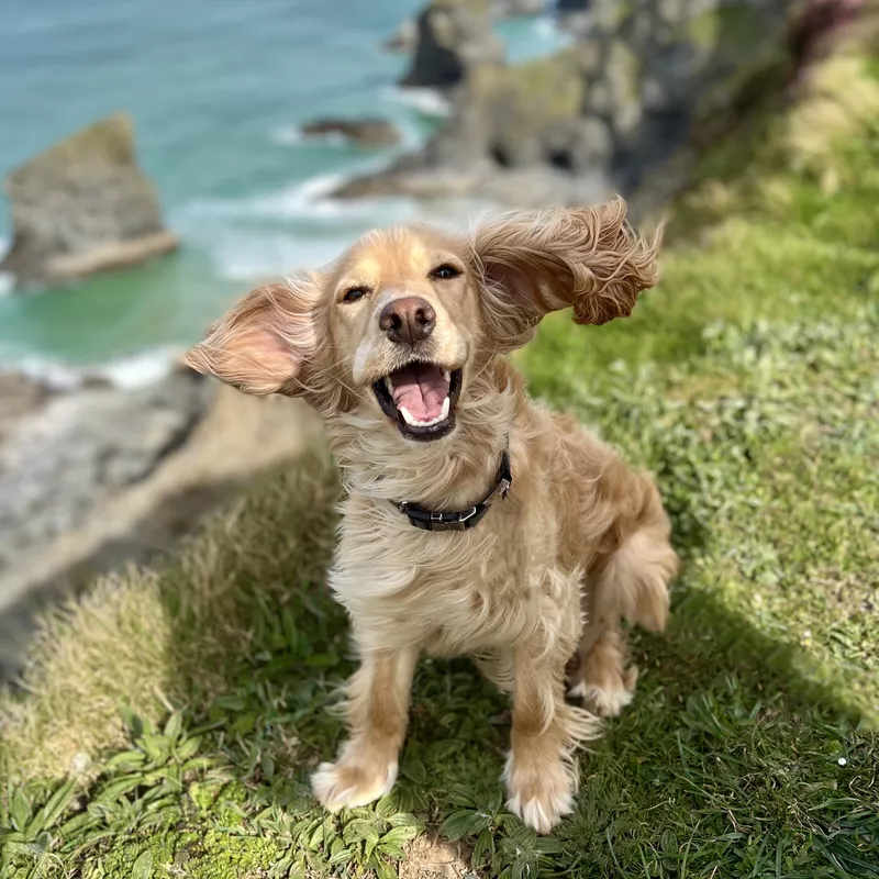Flying Cocker