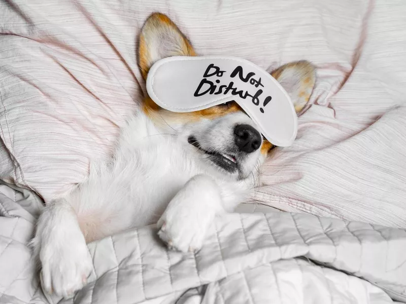 Cute corgi sleeping on the bed with eye mask