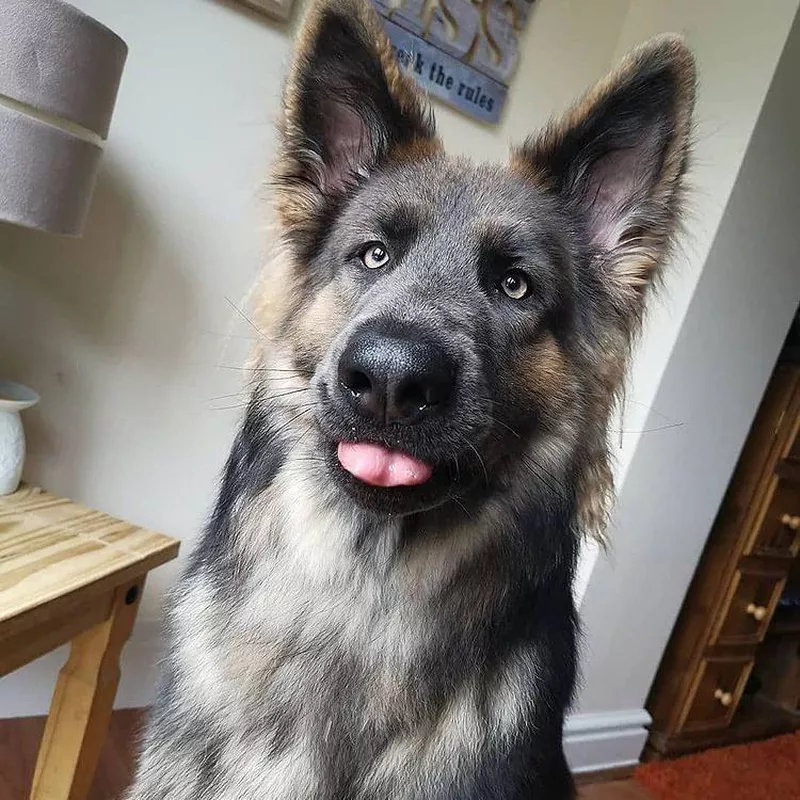 Bottom Line: German Shepherd Husky Mix