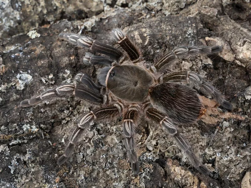 Costa Rican Zebra Tarantula (Aphonopelma seemanni) Camouflaged on log.
