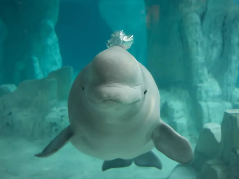 Beluga Whale