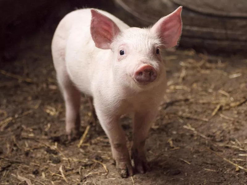 cute little pig