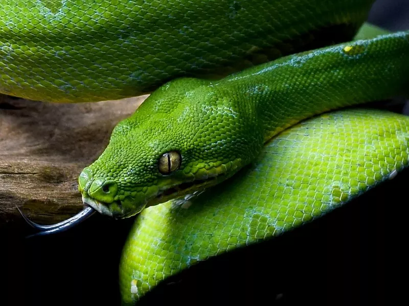 Morelia viridis / Chondrophyton viridis / Green Tree Python