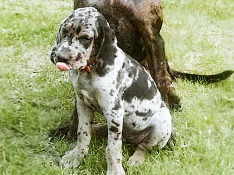 American leopard hound puppy