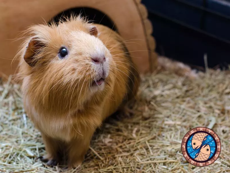 Guinea Pig