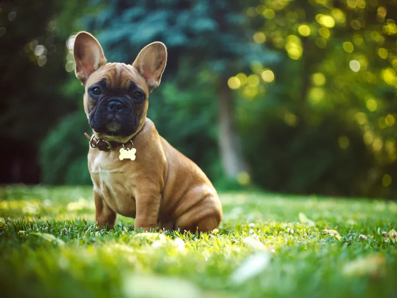 French Bulldog