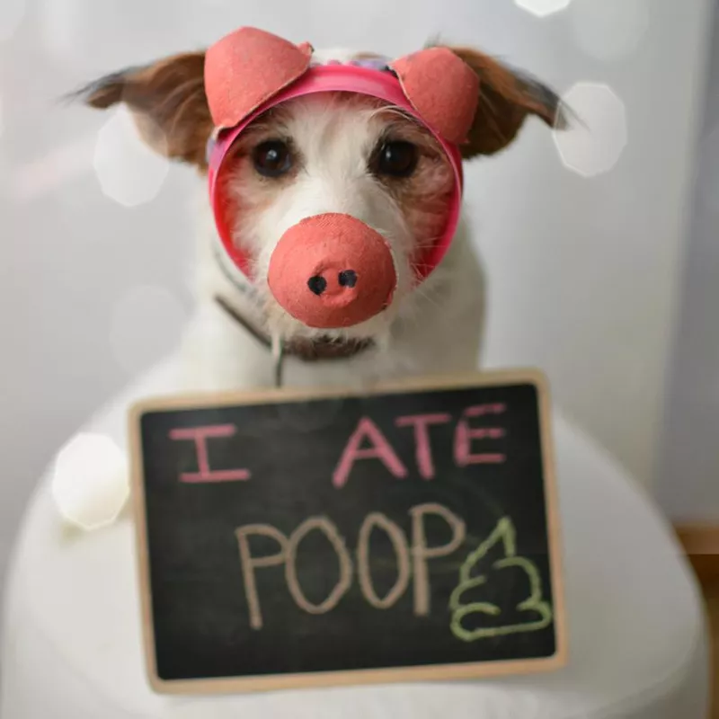 Dog dressed as pig