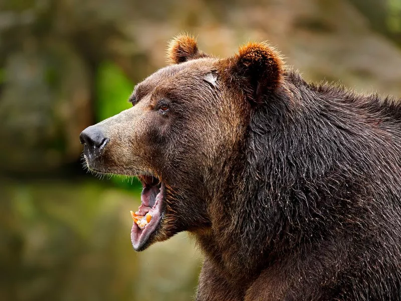 Bear with open muzzle