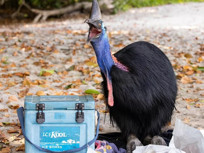 Your Picnic's Mine!
