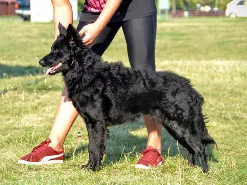 Mudi in training