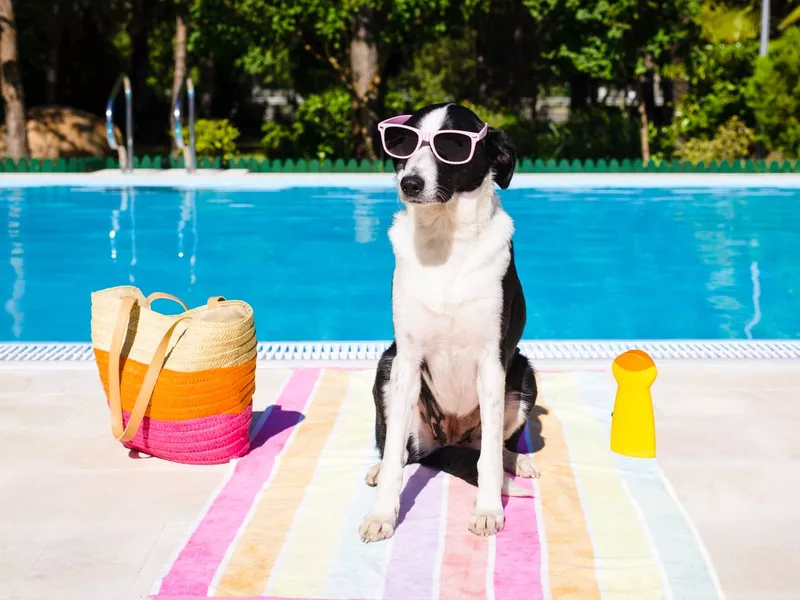 Funny dog on summer vacation at swimming pool