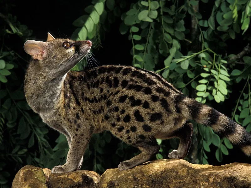 Small Spotted Genet