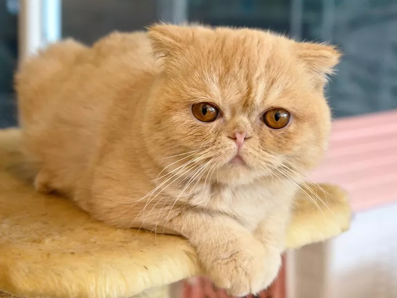 Orange shorthair on cat tree