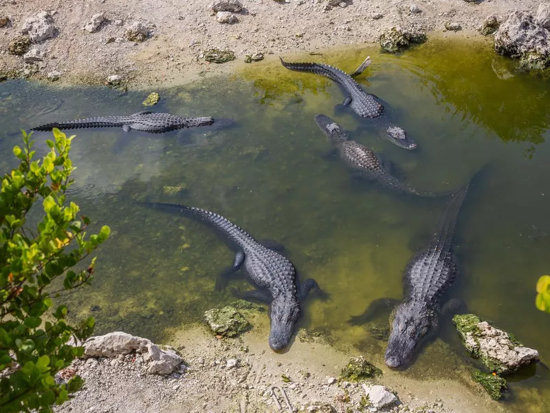 Alligators in the Everglades, Florida