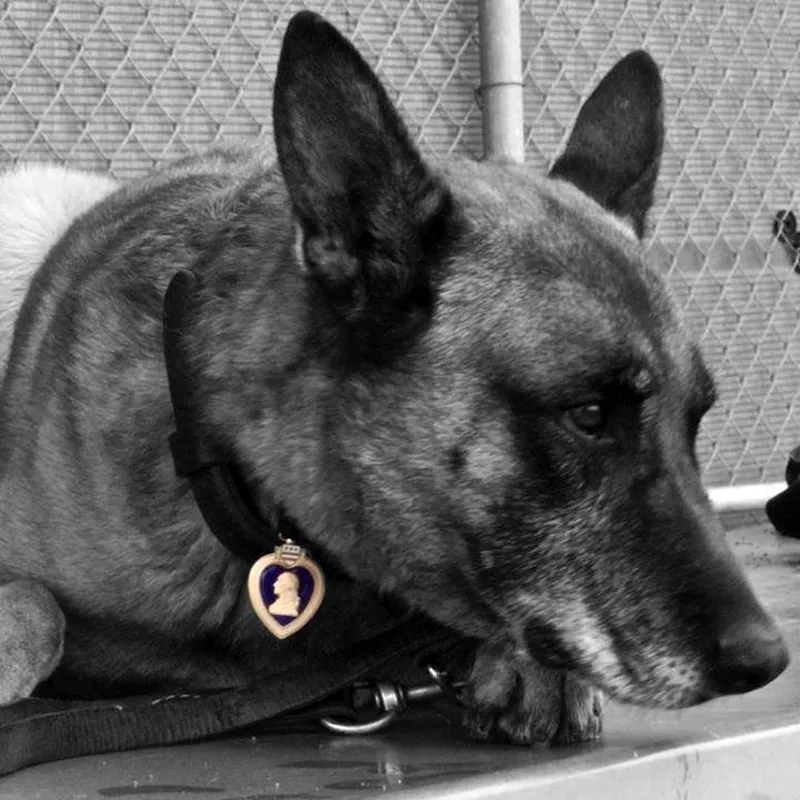 Military working dog Valdo