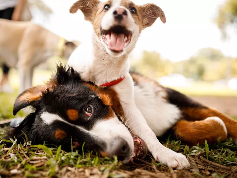 Dogs playing at public park